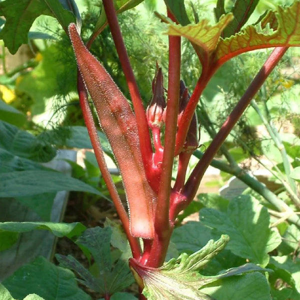 Fruit Red Okra Seeds, 10g