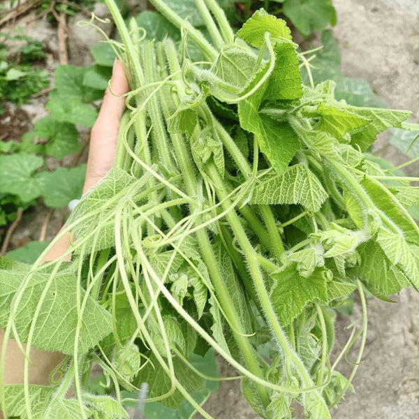 Tasty Pumpkin Shoots Seeds, 20g