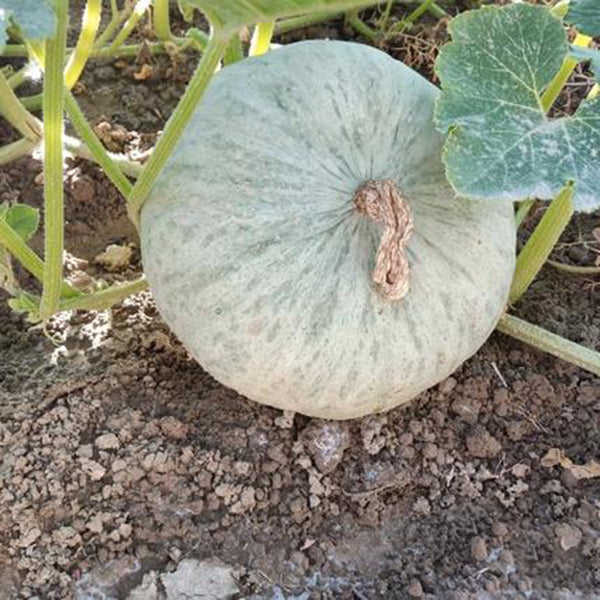 Large White Flat-Seeded Pumpkin, 15 Seeds