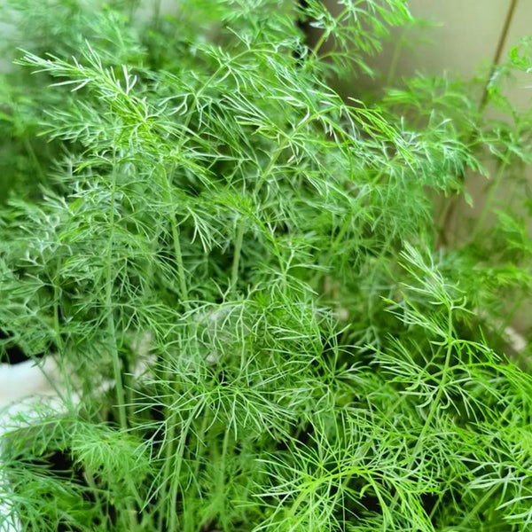 Small Leaf Fennel, 1000 Seeds