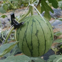 Sugar Globe Petite Watermelon Seeds, 15 Seeds