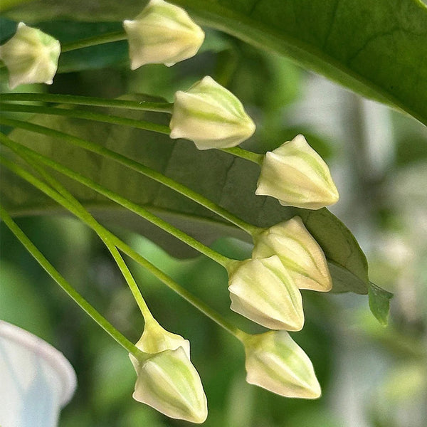Hoya multiflora, 3 Cuttings