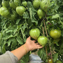 1024 Magic Rainbow Tomato, 5 Seeds
