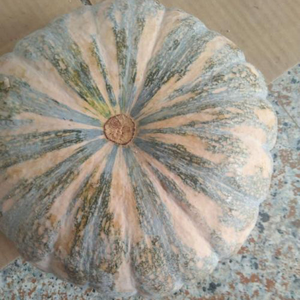 Sweet Dough Millstone Pumpkin, 10 Seeds