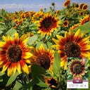 'Solar Eclipse' Ornamental Sunflower Seeds, 1g