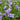 Blue Butterfly Iris, 100 Seeds