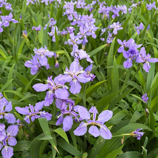 Blue Butterfly Iris, 100 Seeds