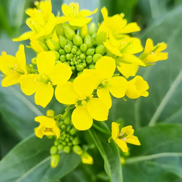 'Jiemei Thick Stem' Chinese Kale Seeds, 20g
