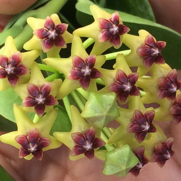 Hoya cumingiana, 5 Cuttings