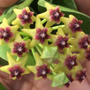 Hoya cumingiana, 5 Cuttings