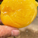 Super Sweet Yellow Peach Fruit Tomato, 100 Seeds