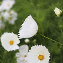 Hezhichun Cosmos bipinnatus 'Cupcakes White' Seeds, 1g