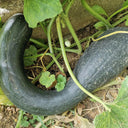 Beimi No.3 Pumpkin Seeds, 50 Seeds