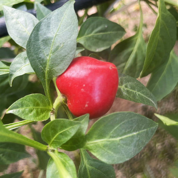 Jinjiao Hongtanzi Chili Pepper Seeds