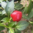 Jinjiao Hongtanzi Chili Pepper Seeds