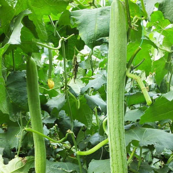 Spring-Autumn 915 Luffa Seeds, 10g