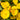 Yellow Evening Primrose, 500 Seeds