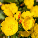 Yellow Evening Primrose, 500 Seeds