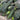 Black Ribbed Crisp Melon Seeds, 2g