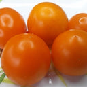 795 Dwarf Sweet Satsuma Tomato, 5 Seeds
