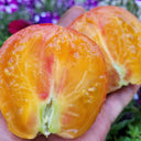 1027 Fiery Veil Tomato, 5 Seeds