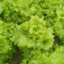 'Jiemei' Fast-Growing Loose-Leaf Lettuce, 2000 Seeds