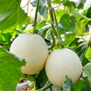 Caidu Jinyu No.12 F1 Melon, 15 Loose Seeds