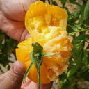 Sand-Rind Big Yellow Tomato, 100 Seeds