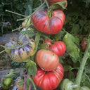 1038 Crimson Long Skirt Tomato, 5 Seeds