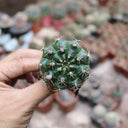 Gymnocalycium anisitsii, 3-4cm
