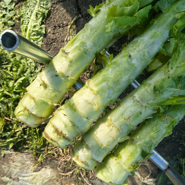 Heat-Resistant No.1 Stem Lettuce Seeds, 10g