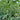 Double-Color Rainbow Watermelon, 20 Seeds