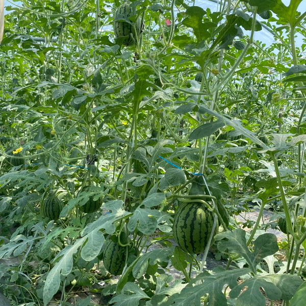 Double-Color Rainbow Watermelon, 20 Seeds