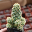 Mammillaria gracilis, 5-7cm
