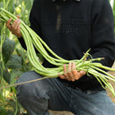 Yapajia 28-2 Yardlong Bean Seeds, 5 × 5g Bags