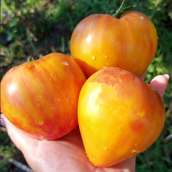 803 Solom's Cardinal F5 Tomato, 5 Seeds