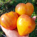 803 Solom's Cardinal F5 Tomato, 5 Seeds