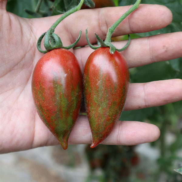 Zixia Tomato, 20 Seeds
