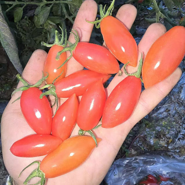 Sweet Bubble F5 Tomato, 5 Seeds