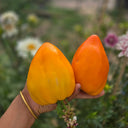 1059 Tatiana's Orange Heart Tomato, 5 Seeds