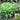 Curly Endive Seeds, 5g