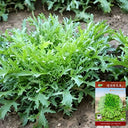Curly Endive Seeds, 5g