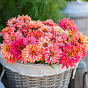 W1355 Cactus-Flowered Zinnia Mix, 100 Seeds