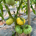 White Wax Tomato, 10 Seeds