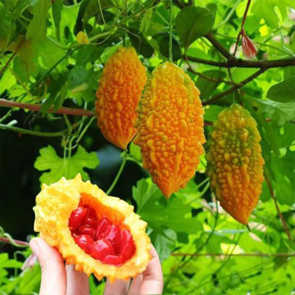 Sweet Ampalaya Bitter Gourd Seeds