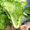 'Jiemei' Fast-growing Bok Choy Seeds, 10g