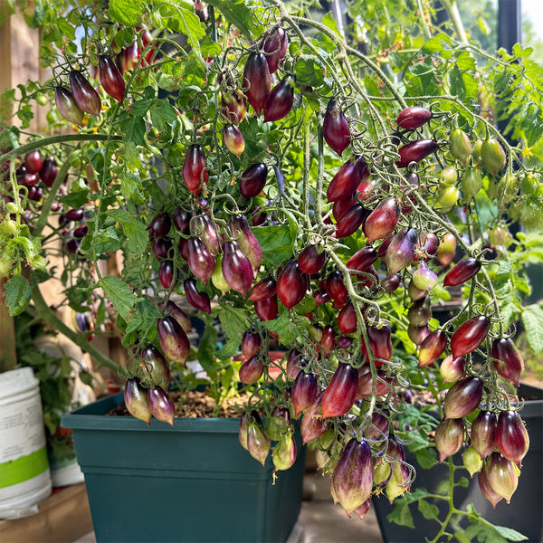 130 Kumquat Pink Opal Tomato, 5 Seeds
