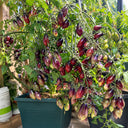 130 Kumquat Pink Opal Tomato, 5 Seeds
