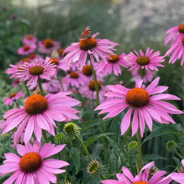 Purple Coneflower, 1g