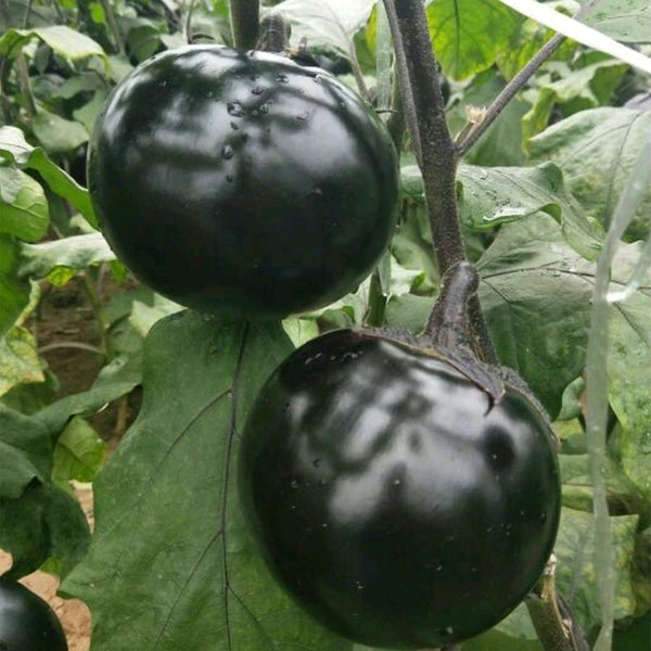 'Heiyuanshuai' Round Eggplant Seeds, 100 Seeds